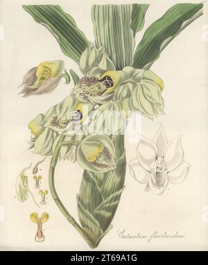 Orchidée catasetum à gros fruits, gobelet de singe ou orchidée à tête de moine, Catasetum macrocarpum. catasetum à fleurs multiples du baron de Schack, Catasetum floribundum. Nommé en l'honneur du botaniste allemand Eduard Freiherr von Schack. Gravure sur cuivre colorée à la main par Joseph Swan d'après une illustration botanique de William Jackson Hooker tirée de son Exotic Flora, William Blackwood, Édimbourg, 1827. Banque D'Images