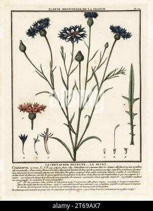 Bouton de fleur de maïs ou de baccalauréat, Cyanus segetum. La centauree bluette, le bluet, Centaurea cyanus. Gravure en plaque de coperplate imprimée en trois couleurs par Pierre Bulliard de son Herbier de la France, ou collection complète des plantes indigénes de ce royaume, Didot jeune, Debure et Belin, 1780-1793. Banque D'Images