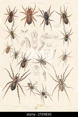 Araignée toile de sac à main, Atypux affinis 1, araignée loup au sol, Trochosa terricola 2, araignée loup rustique, Trochosa ruricola 3, araignée loup, Alopecosa accentuata 4, Alopecosa pulverulenta 5, Pardosa palustris 6, Arctosa cinerea 7 et araignée à ours, Arctosa perita 8. Lithographie colorée à la main de W. West d'après Tuffen West de John Blackwalls A History of the Spiders of Great Britain and Ireland, Ray Society, Londres, 1861. Banque D'Images