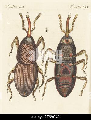 Charançon du blé, charançon du grain ou charançon du grenier, Sitophilus granarius. Taille réelle A, dorsale agrandie à 188 X, ventrale à 188 X. curculio granarius. Gravure sur cuivre colorée à la main de Carl Bertuch's Bilderbuch fur Kinder (Livre d'images pour enfants), Weimar, 1813. Une encyclopédie pour enfants en 12 volumes illustrée de près de 1 200 planches gravées sur l'histoire naturelle, la science, le costume, la mythologie, etc., publié de 1790 à 1830. Banque D'Images