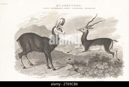 Chamois, Rupicapra rupicapra 1, et buck noir, Capra cervicapra 2. Gravure sur plaque de copperplate de J. Scott d'après Sydenham Edwards de la Cyclopedia d'Abraham Rees ou du Dictionnaire universel des arts, des sciences et de la littérature, Longman, Hurst, Rees, Orme et Brown, Paternoster Row, Londres, 1811. Banque D'Images