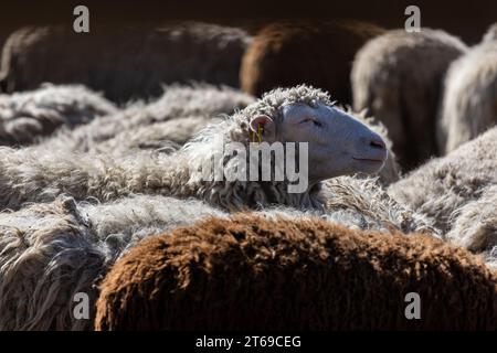 Les moutons paissent paisiblement dans la plume. Beaucoup de beaux agneaux. Les rayons du soleil illuminent la laine blanche, noire et brune des brebis. Ils hu Banque D'Images