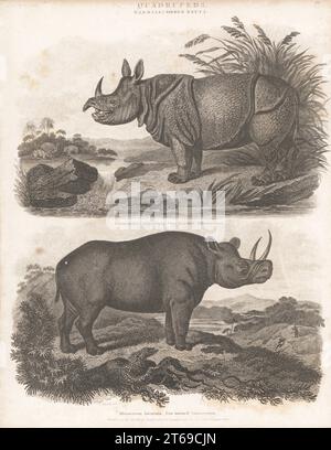 Rhinocéros indien, Rhinoceros unicornis 1, et rhinocéros noir en danger critique d'extinction, Diceros bicornis 2. Gravure sur plaque de copperplate de J. Scott d'après Sydenham Edwards de la Cyclopedia d'Abraham Rees ou du Dictionnaire universel des arts, des sciences et de la littérature, Longman, Hurst, Rees, Orme, Paternoster Row, Londres, 1 août 1808. Banque D'Images