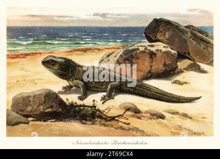 Tuatara vulnérable, Sphenodon punctatus, sur le rivage. Hatteria ou tuatara sont des reptiles fossiles vivants originaires de Nouvelle-Zélande. Neuseelandische Bruckeneidechse. Illustration imprimée en couleur par Heinrich Harder de Wilhelm Bolsches Tiere der Urwelt (animaux du monde préhistorique), Reichardt Cocoa Company, Hambourg, 1908. Heinrich Harder (1858-1935) était un paysagiste allemand et illustrateur de livres. Banque D'Images