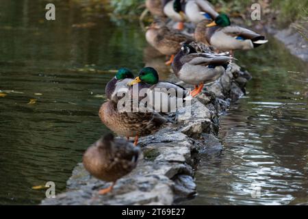 Une famille de canards, oies nage dans un canal d'eau, rivière, lac. Beaucoup de roseaux et de nénuphars. De beaux canards flottent le long de la rivière, lac, eau cha Banque D'Images