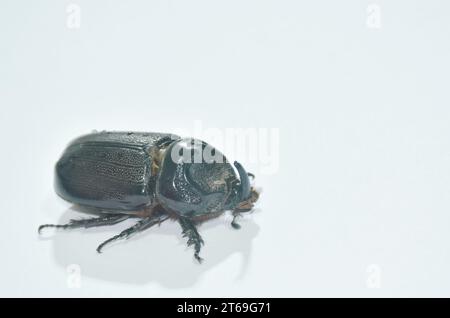 rhinocéros rampant sur fond blanc Banque D'Images