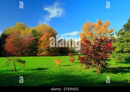 Acer Trees, automne, Bute Park, Cardiff, pays de Galles. Banque D'Images