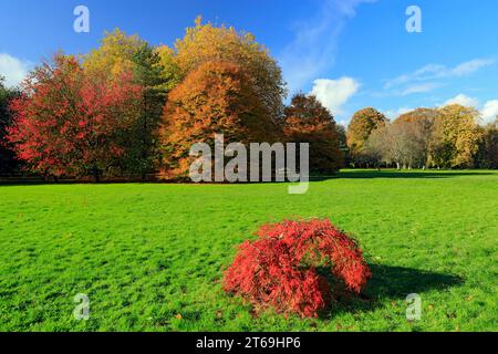 Acer Trees, automne, Bute Park, Cardiff, pays de Galles. Banque D'Images