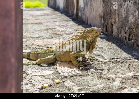 Iguane se prélasse sur un mur de pierre du fort Castillo San Cristobal à San Juan, Porto Rico Banque D'Images