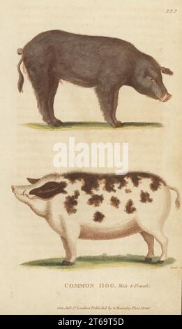 Porc commun, porc domestique, sanglier mâle et truie femelle, sus domesticus. Gravure sur cuivre colorée à la main par James Heath de George Shaws Zoologie générale : Mammalia, Thomas Davison, Londres, 1801. Banque D'Images