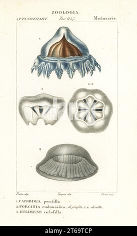 Casque jellyfish, Periphylla périphylla 1, Phorcynia cudonoidea 2 et Eulimene ciclophylla 3. Caribdea périsilla, Forcinia cudonoidea, Eulimène ciclofilla. Gravure en copperplate aux couleurs vives du Dizionario delle Scienze Naturali d'Antoine Laurent de Jussieu, Dictionnaire des sciences naturelles, Florence, Italie, 1837. Illustration gravée par Corsi, dessinée par Jean Gabriel Pretre et dirigée par Pierre Jean-François Turpin, et publiée par Batelli e Figli. Turpin (1775-1840) est considéré comme l'un des plus grands illustrateurs botaniques français du XIXe siècle. Banque D'Images