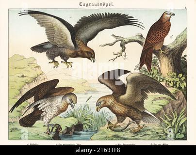 Aigle doré, Aquila chrysaetos a, aigle à queue blanche avec poisson, Haliaeetus albicilla b, aigle à serpent à bout court avec serpent, Circaetus gallicus c, et cerf-volant rouge, Milvus milvus d. Chromolithographe de Gotthilf Heinrich von Schubert, Histoire naturelle du Royaume animal (Munich, 1886). Banque D'Images