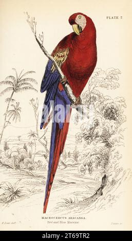 Aras écarlate, Ara macao. (Maccaw rouge et bleu, Macrocercus aracanga.) Gravure sur cuivre colorée à la main par William Lizars d'après une illustration d'Edward Lear de Prideaux J. Selbys The Natural History of Perroquets in Sir William Jardines Naturalists Library : Ornithology, Lizars, Édimbourg, 1836. Banque D'Images