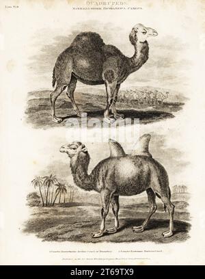 Chameau ou dromadaire arabe, Camelus dromedarius, et chameau Bactrian, Camelus bactrianus.Gravure sur plaque de coperplate de J. Scott d'après une illustration de Sydenham Edwards de la Cyclopedia d'Abraham Rees ou du Dictionnaire universel des arts, des sciences et de la littérature, Longman, Hurst, Rees et Orme,Londres, 1808. Banque D'Images