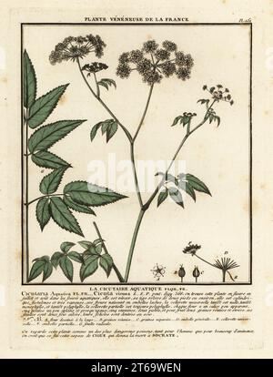 Cowbane ou cicuta virosa, la pruche de l'eau du Nord. La cicutaire aquatique, Cicutaria aquatica. Gravure en plaque de coperplate imprimée en trois couleurs par Pierre Bulliard de son Herbier de la France, ou collection complète des plantes indigénes de ce royaume, Didot jeune, Debure et Belin, 1780-1793. Banque D'Images