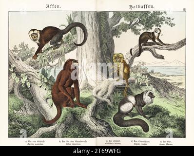 Hurleur rouge vénézuélien, Alouatta seniculus a, capucin colombien à face blanche, Cebus capucinus b, singe écureuil guyanais, Saimiri sciureus c, tamarin lion doré, Leontopithecus rosalia e, lémurien noir et blanc en danger critique d'extinction, Varecia variegata e. Chromolithographie de Gotthilf Heinrich von Schubert's Natural History of Animal Kingdoms for School and Home (Naturgeschichte des Tierreichs fur Schule und Haus), Schreiber, Munich, 1886. Banque D'Images