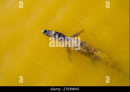 Vue aérienne de l'alligator américain flottant avec des branches frontales étendues à la surface du lac fausse dans le bassin de la rivière Atchafalaya en Louisiane, États-Unis Banque D'Images