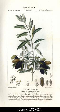 Olivier, Olea europaea. Gravure à la main de la copie en papier du Dizionario delle Scienze Naturali de Jussieu, Dictionnaire des sciences naturelles, Florence, Italie, 1837. Illustration gravée par A. Bozza, dessinée et dirigée par Pierre Jean-François Turpin, et publiée par Batelli e Figli. Turpin (1775-1840) est considéré comme l'un des plus grands illustrateurs botaniques français du XIXe siècle. Banque D'Images