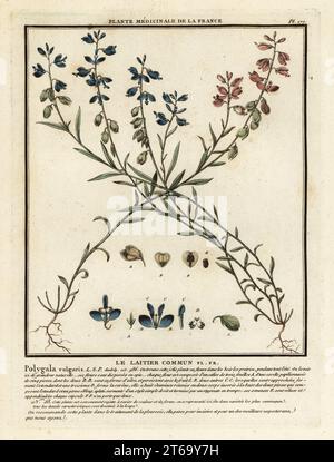 milkwort commun, le laïtier commun, Polygala vulgaris. Gravure en plaque de coperplate imprimée en trois couleurs par Pierre Bulliard de son Herbier de la France, ou collection complète des plantes indigénes de ce royaume, Didot jeune, Debure et Belin, 1780-1793. Banque D'Images