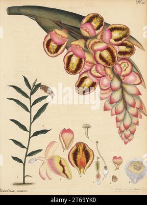 Gingembre en coquille, zerumbet Alpinia. Rénéalmia à débit droit, Renealmia nutans. Originaire de Chine, dans la collection herbier de James Vere, Kensington Gore. Gravure de coperplate dessinée, gravée et colorée à la main par Henry Andrews de son registre botanique, Volume 5, autopubliée à Knightsbridge, Londres, 1804. Banque D'Images