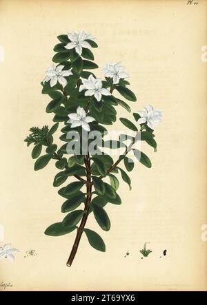 Buchu à feuilles ovales, Agathosma crenulata. Diosma à feuilles larges, Diosma latifolia. Gravure de coperplate dessinée, gravée et colorée à la main par Henry Andrews de son registre botanique, Volume 1, publié à Londres, 1799. Banque D'Images