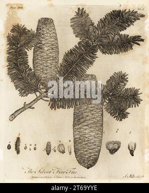 Sapin argenté européen, Abies alba. Sapin argenté, Pinus picea. Gravure sur cuivre dessinée et gravée par John Miller (Johann Sebastian Muller) de John Evelyns Sylva, or A Discourse of Forest Trees and the propagation of Timer, J. Dodsley, Londres, 1776. Banque D'Images