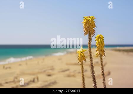 Aloe vera. Plante d'Aloe à floraison jaune avec la plage et l'océan Atlantique en arrière-plan. Fuerteventura, Îles Canaries, Espagne. Espace de copie. Banque D'Images