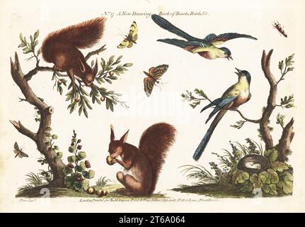 Deux écureuils roux mangeant des fruits, des oiseaux bleus, des papillons et des insectes. Tiré d'Un nouveau livre de dessin des bêtes, des oiseaux, etc Gravure sur cuivre colorée à la main d'après Charles Fenn de Robert Sayers The Artists Vade Mecum, Being the Whole Art of Drawing, Londres, 1766. Banque D'Images