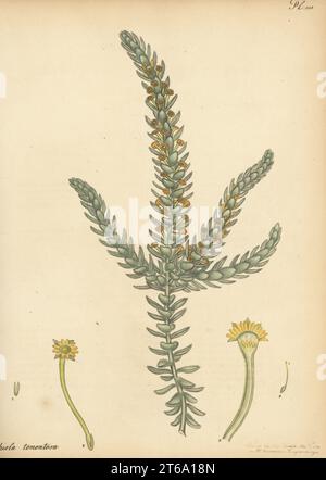 Struthiola à feuilles descendantes, Struthiola tomentosa. Du Cap de bonne espérance, Afrique du Sud, dans la pépinière de Clapham. Gravure de coperplate dessinée, gravée et colorée à la main par Henry Andrews de son registre botanique, Volume 5, autopubliée à Knightsbridge, Londres, 1803. Banque D'Images