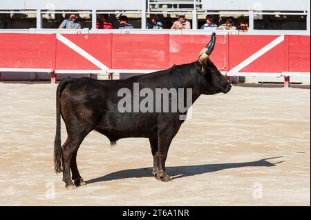 France, Arles, 11 juillet 2014. Bull à l'Amphithéâtre d'Arles, course traditionnelle de Bull Banque D'Images