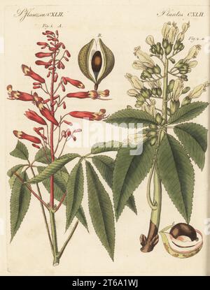 buckeye rouge ou pétard, Aesculus Pavia 1a, fruit 1B, et buckeye commun ou buckeye jaune, Aesculus flava 2a, fruit 2b. Les plantes ont été dessinées par Henriette et Conrad Westermayr, F. Götz et C. Ermer. Gravure sur cuivre colorée à la main de Carl Bertuch's Bilderbuch fur Kinder (Livre d'images pour enfants), Weimar, 1813. Une encyclopédie pour enfants en 12 volumes illustrée de près de 1 200 planches gravées sur l'histoire naturelle, la science, le costume, la mythologie, etc., publié de 1790 à 1830. Banque D'Images