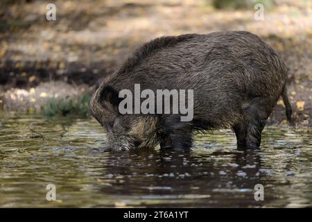 Sanglier d'Europe (sus scrofa scrofa) dans un étang, Rhénanie du Nord-Westphalie, Allemagne | Europäisches Wildschwein (sus scrofa scrofa) Banque D'Images