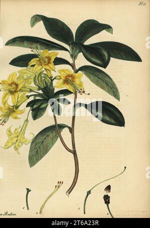 Azalée jaune, rhododendron lutéum. Azalée pontique jaune, azalée pontica. Gravure de coperplate dessinée, gravée et colorée à la main par Henry Andrews de son registre botanique, Volume 1, publié à Londres, 1799. Banque D'Images