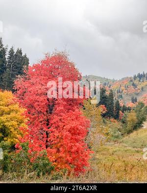 Un érable rouge vibrant se dresse au premier plan d'un paysage montagneux automnal, ses feuilles en pleine transition du vert au cramoisi profond Banque D'Images