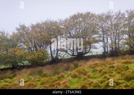 Une hêtre hêtre en automne à Great Ashcombe près de Simonsbath dans le parc national d'Exmoor, Somerset, Angleterre. Banque D'Images