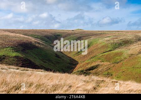 Brousse accrochée aux chaînes dans le parc national d'Exmoor, Devon, Angleterre. Banque D'Images