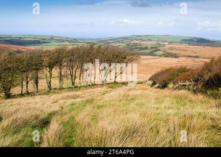 Hêtre haie en automne à Saddle Gate sur le côté nord des chaînes dans le parc national d'Exmoor, Devon, Angleterre. Banque D'Images