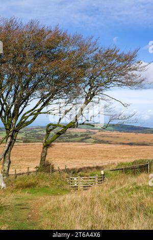 Saddle Gate sur le côté nord des chaînes dans le parc national d'Exmoor, Devon, Angleterre. Banque D'Images