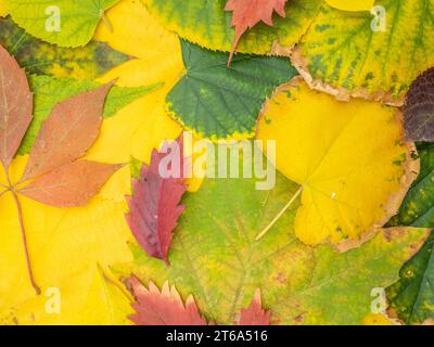 Gros plan éclatant de feuilles d'automne multicolores Banque D'Images