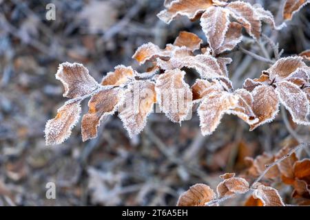 givre sur les feuilles de hêtre, temps glacial hivernal, fagus sylvatica Banque D'Images