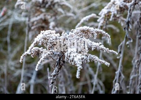 givre et neige sur les fleurs sèches, givre de hoar sur la plante, givre de matin d'hiver Banque D'Images