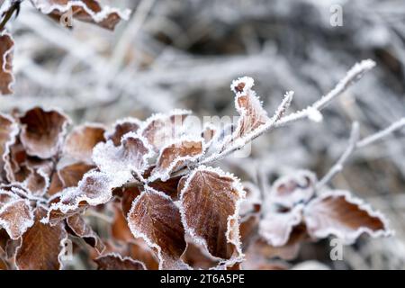 givre sur les feuilles de hêtre, temps glacial hivernal, fagus sylvatica Banque D'Images