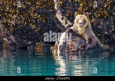 Ours grizzli femelle se nourrissant de moules le long de la ligne de marée basse dans le magnifique bras Knight Inlet, territoire des Premières Nations, Territoires traditionnels du Kwa Banque D'Images