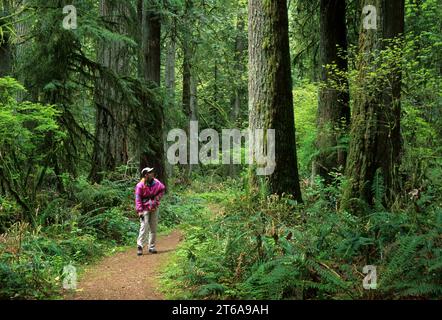 Forêt ancienne, Lewis & Clark State Park, Washington Banque D'Images