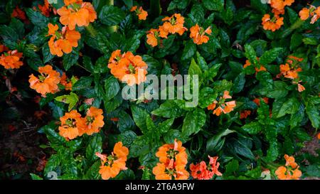 Belles fleurs orange pétard en fleurs. Crossandra infundibuliformis dans le jardin. Banque D'Images