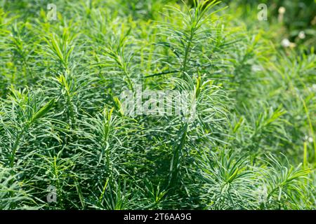 Italie, Lombardie, Cyprès Spurge, Euphorbia cyparissias Banque D'Images