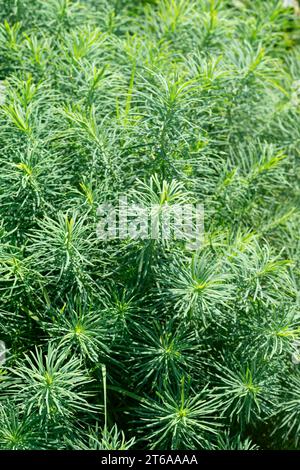 Italie, Lombardie, Cyprès Spurge, Euphorbia cyparissias Banque D'Images