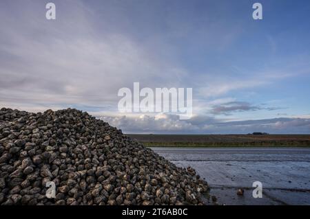 Une montagne de betteraves sucrières le long de la route dans le Noordpolder dans la province de Groningen Banque D'Images