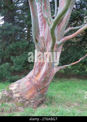 Un arbre ornemental mature dans le parc de Stoneywell avec une écorce texturée multicolore sur le tronc qui exige d'être caressé! Banque D'Images