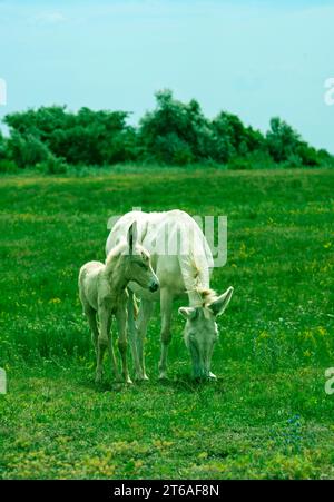 Mare avec poulain de l'âne baroque blanc austro-hongrois (Equus Asinus Asinus), Banque D'Images